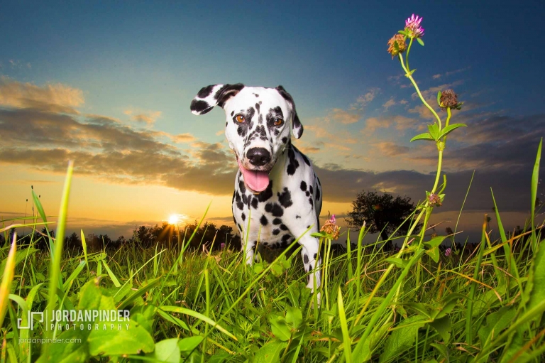 dalmatian standing in grassy field at sunset
