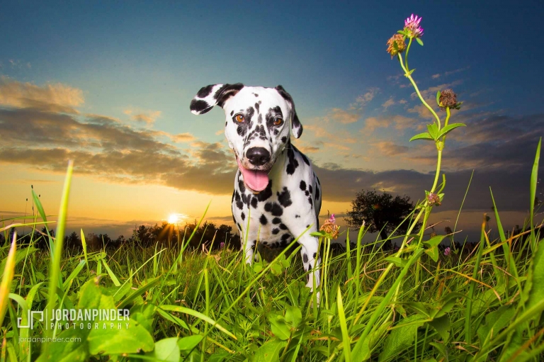 dog photo session