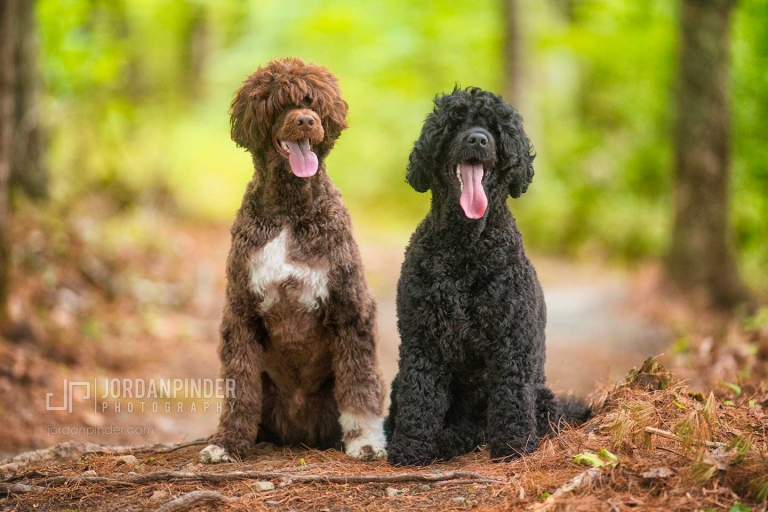two portuguese water dogs sitting in woods