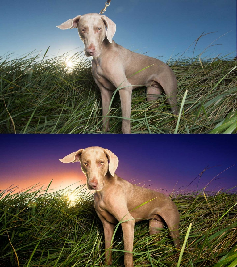 before and after edit of a Weimaraner standing on a Bridgewater beach during a custom photography session